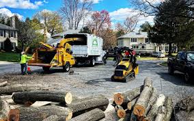 How Our Tree Care Process Works  in  North Valley, NM