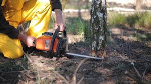 Reliable North Valley, NM Tree Services Solutions