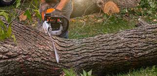 Best Tree Risk Assessment  in North Valley, NM