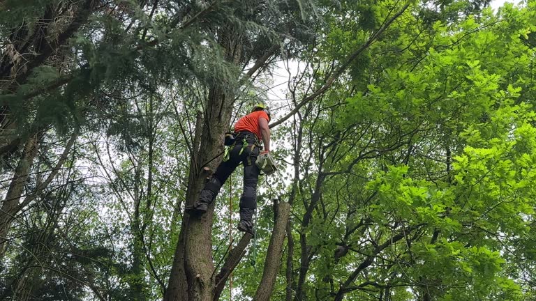 North Valley, NM Tree Services Pros