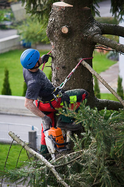 Best Organic Lawn Care Solutions  in North Valley, NM