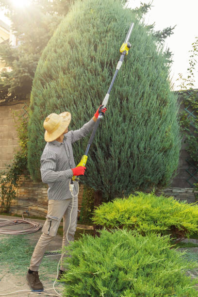 Leaf Removal in North Valley, NM