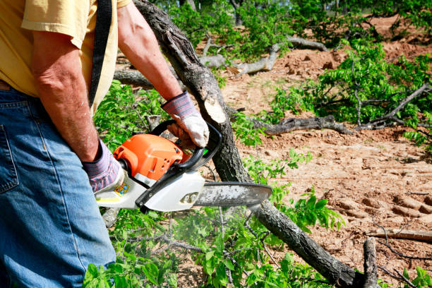 Best Tree and Shrub Care  in North Valley, NM